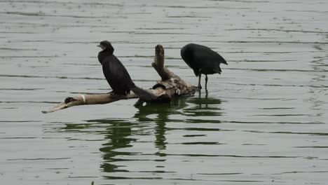 two birds sitting in the tree branch at middle of a lake