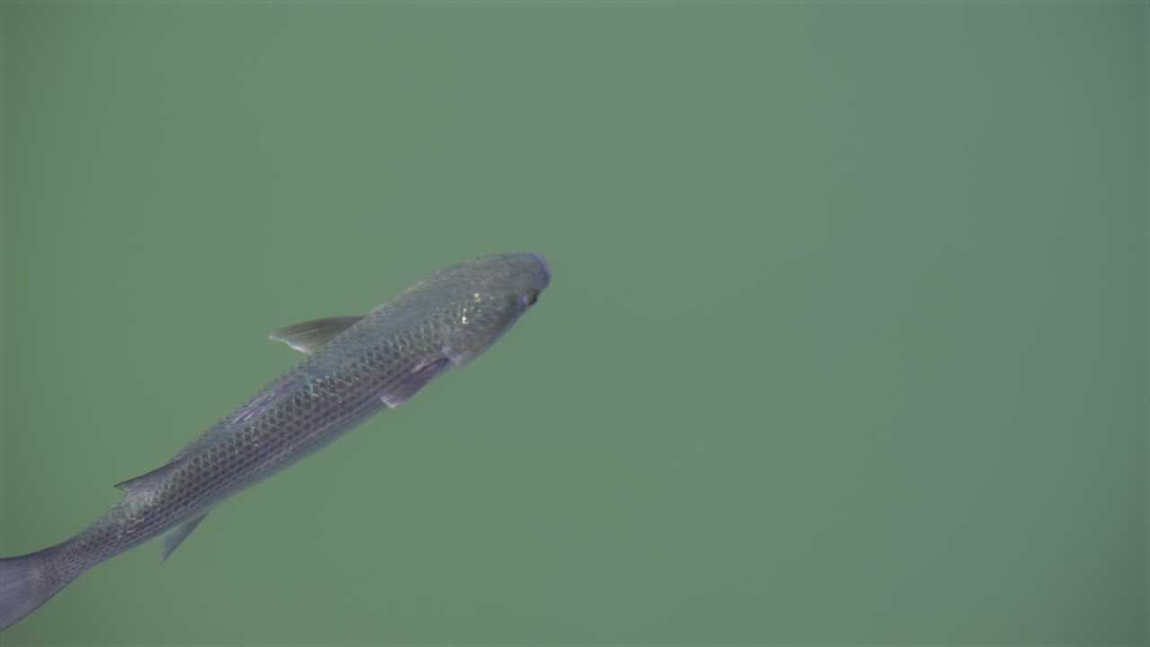 Close up of a Flathead grey mullet fish swimming in the sea