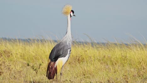 Grey-Crowned-Cranes-grazing-in-tall-grasslands-African-Wildlife-in-Maasai-Mara-National-Reserve,-Kenya,-Africa-Safari-Animals-in-Masai-Mara-North-Conservancy