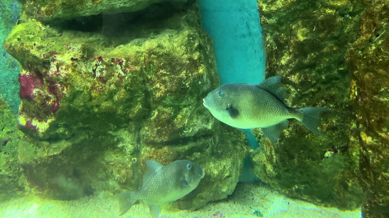 Two fish swimming near textured rocks in a brightly lit aquarium with clear water