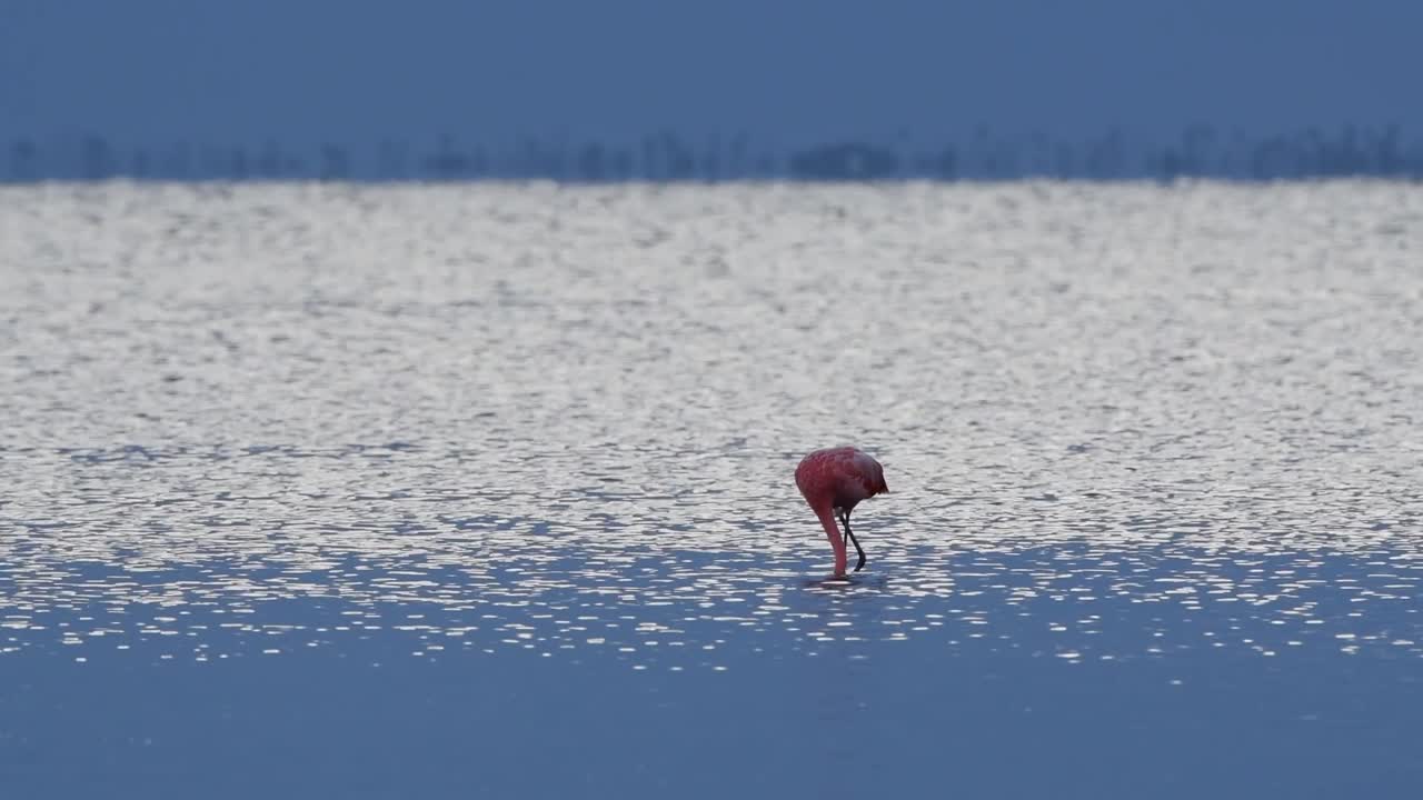 flamenco americano buscando comida por la noche en el agua
