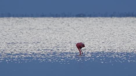 Amerikanischer-Flamingo-Auf-Nahrungssuche-Am-Abend-Im-Wasser