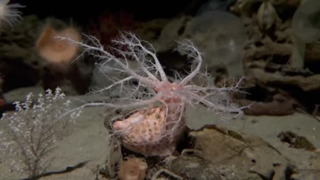 a deep sea animal with branching arms at the monterey bay aquarium