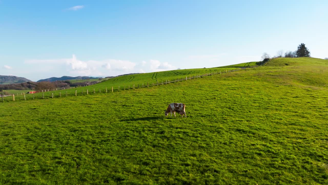 Imagem de drone de uma vaca sozinha pastando em um prado.