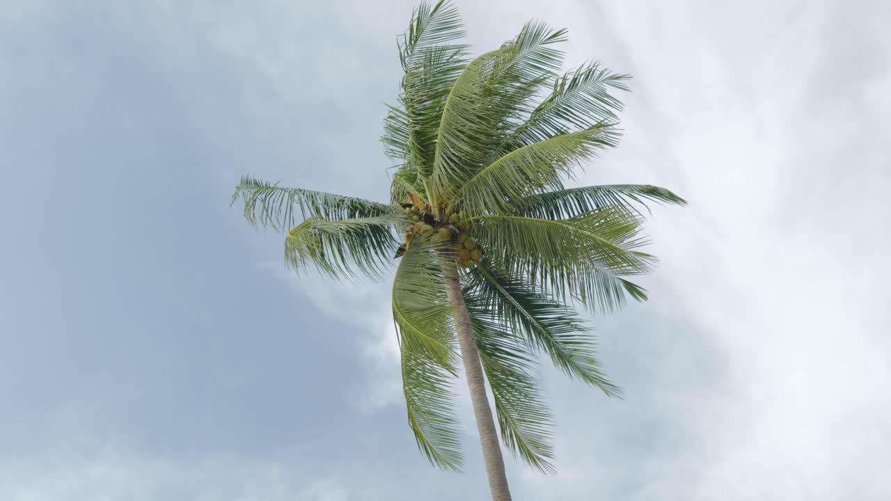 Beautiful footage of a tall coconut tree in a lush tropical environment. The palm sways gently in the warm breeze, surrounded by green vegetation, symbolizing relaxation, vacation, and island life