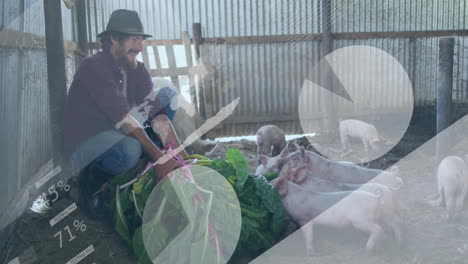 feeding pigs with leafy greens, man in rustic barn setting