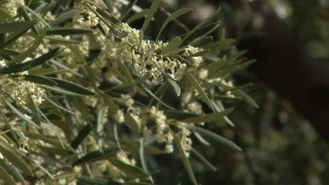 blooming olive tree