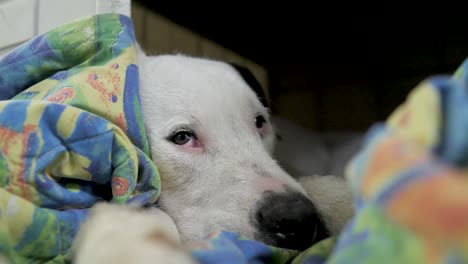 el perro blanco comienza a dormirse y a dormir la siesta en una manta por la noche