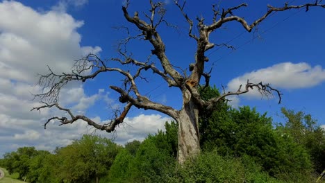 Este-árbol-Viejo-Y-Espeluznante,-Con-Sus-Viejos-Tentáculos-Extendiéndose-En-Todas-Direcciones-Como-Para-Agarrarte-Cuando-Menos-Lo-Esperas