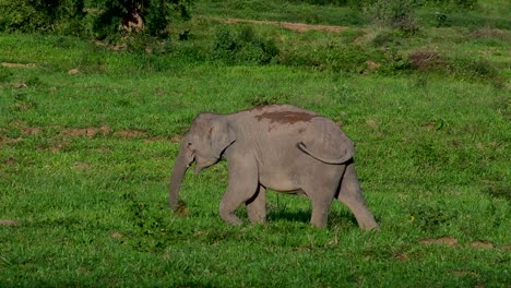 Los-Elefantes-Asiáticos-Son-Especies-En-Peligro-De-Extinción-Y-También-Son-Residentes-De-Tailandia