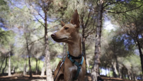 Guarding-owner's-stance-at-woods-parallax-effect