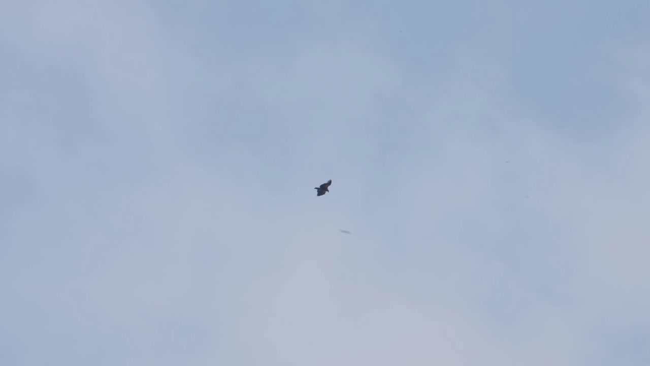 volando hacia la derecha durante un día nublado, buitre leonado del himalaya gyps himalayensis, tailandia
