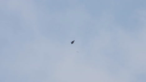 volando hacia la derecha durante un día nublado, buitre leonado del himalaya gyps himalayensis, tailandia