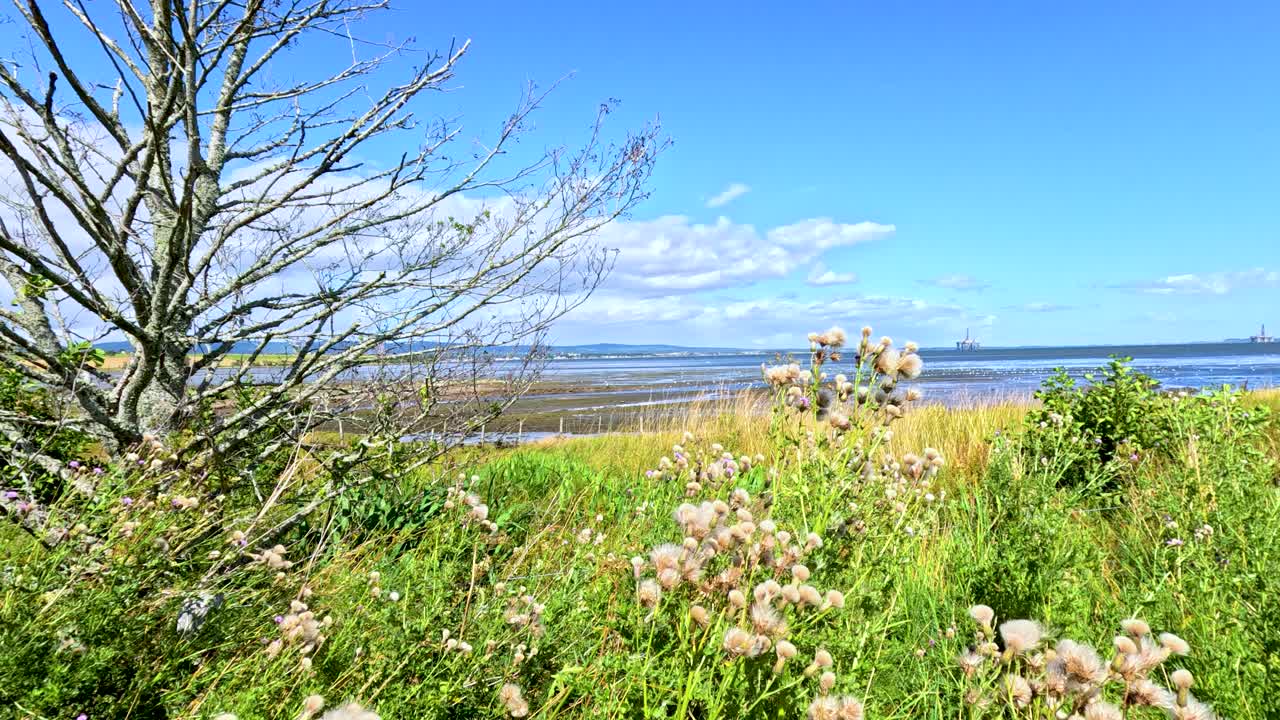 Tall grasses and wildflowers sway in the breeze beside a bare tree, overlooking a bright blue sea under clear daylight with gentle camera movement