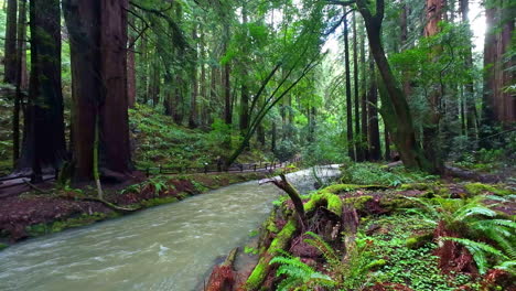 río que fluye en el monumento nacional de muir woods, en california, ee.uu.