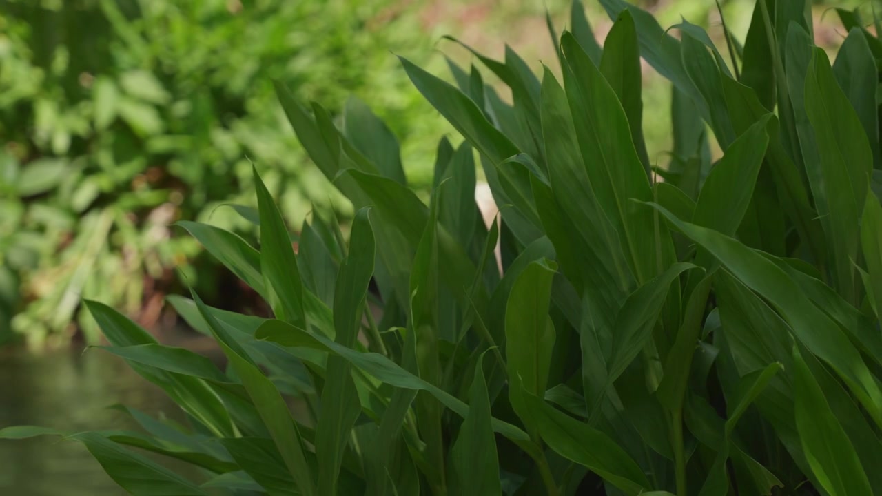 Lush green galangal leaves rustling in a gentle wind with a tranquil river in the background