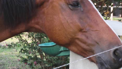 Horse-drinking-water-in-a-automatic-horse-trough-with-chicken-in-the-background