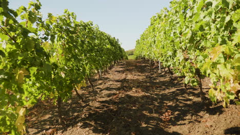 Vineyard-in-autumn,-walking