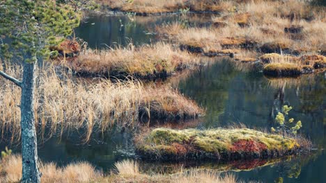 protuberancias herbosas, matas, musgo y líquenes en los humedales pantanosos del norte de noruega