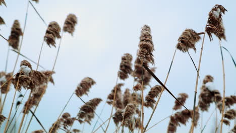 winter reeds with snow