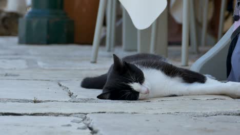 cat sleeping near table