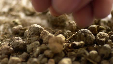 Macro-Shot-Of-Hands-Preparing-Madder-Powder-From-Plant-Roots,-Ingredient-For-Medicine-And-Dye