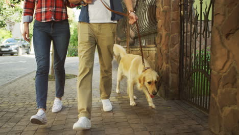 close up view of young boyfriend and girlfriend walking the labrador dog on the leash on the street on a sunny day