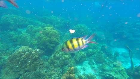 Ich-Sehe-Viele-Abudefduf-Saxatilis-Unter-Wasser-In-Thailand