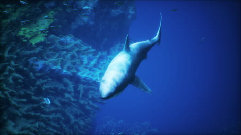 tiburón nadando cerca del arrecife de coral