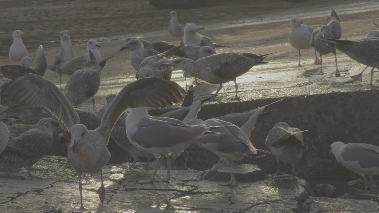 Flock of Seagulls at a Harbor