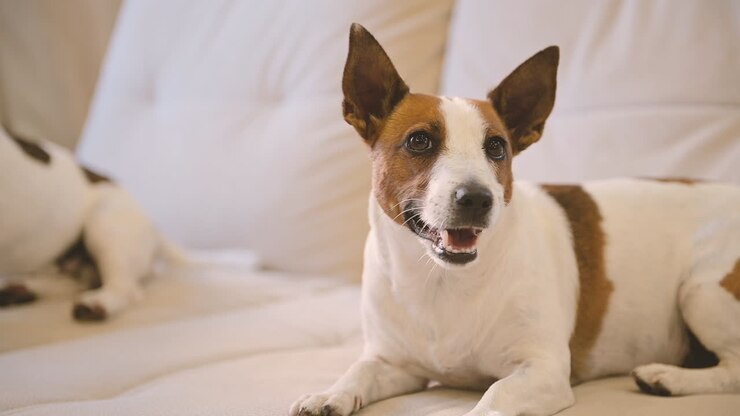 Camera Focuses On A Relaxed Dog Lying On The Sofa