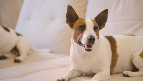 Camera-Focuses-On-A-Relaxed-Dog-Lying-On-The-Sofa