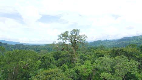 Exuberante-Dosel-Verde-De-La-Selva-Amazónica-En-Oxapampa,-Perú,-Con-Colinas-Cubiertas-De-Nubes-En-La-Distancia,-Vista-Aérea