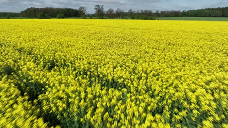 yellow scenic landscape of blooming rapeseed farm plantation aerial view