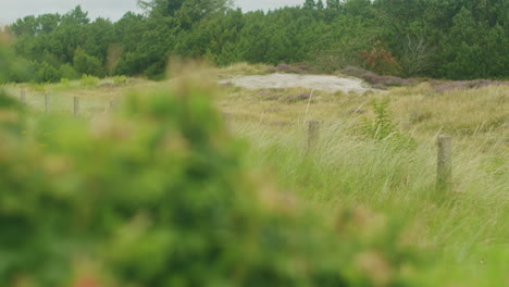 close up shot of a rose hip bush, rack focus to the background revealing a typical landscape in the dunes of sankt peter ording