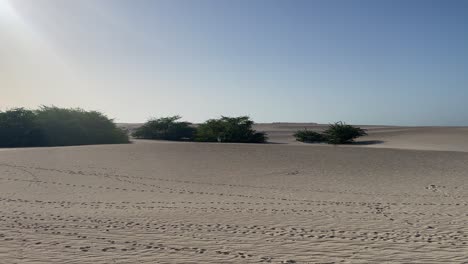 Desert-sky-background:-One-curious-Arabian-Sand-Gazelle-in-shrubs