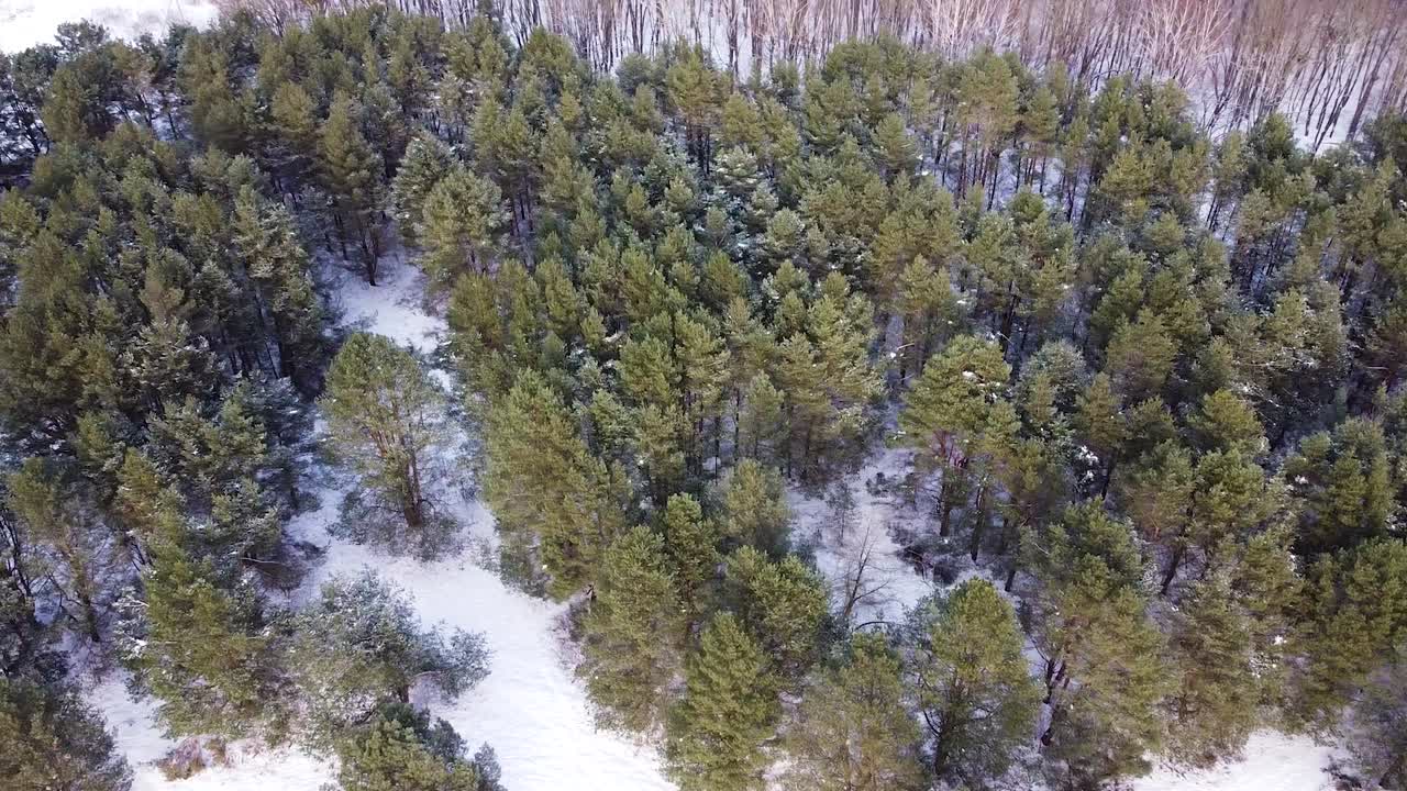 Jäinen mäntymetsä korkealta otetussa dronekuvassa.