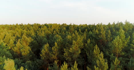 aerial view of forest woods 2