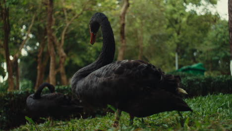 black swans in a park