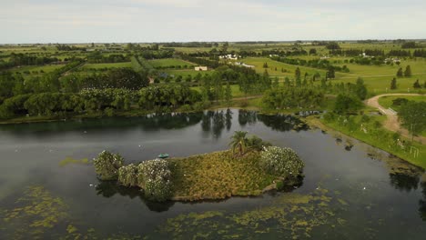 dolly in flying over an islet in the middle of a pond with flocks of great white egrets resting on treetops and flying around surrounded by green fields in the countryside