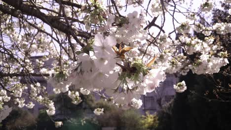 flowers-around-the-local-town-hall