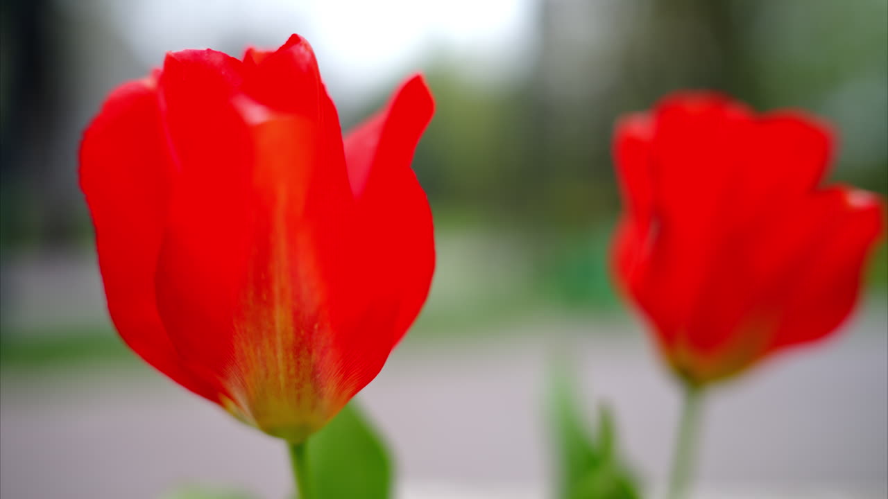 Two red tulips in the windy weather with a blurry park on the background