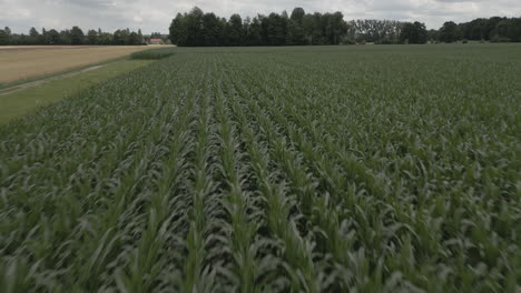 Toma-De-Drones-De-Un-Monocultivo-En-Baviera