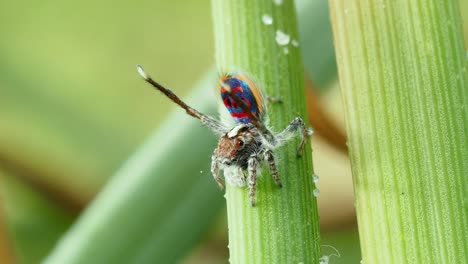 Exhibición-De-Apareamiento-Del-Semáforo-De-La-Araña-Del-Pavo-Real-Costero