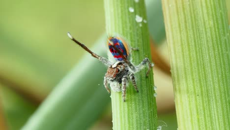 exhibición de apareamiento del semáforo de la araña del pavo real costero