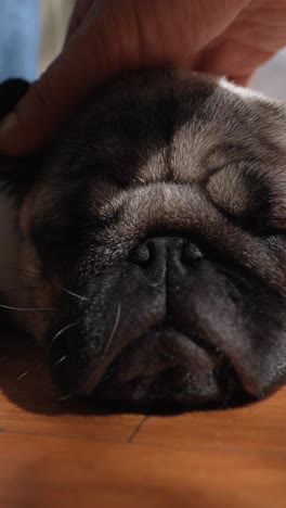 a hand gently touching a sleeping pug