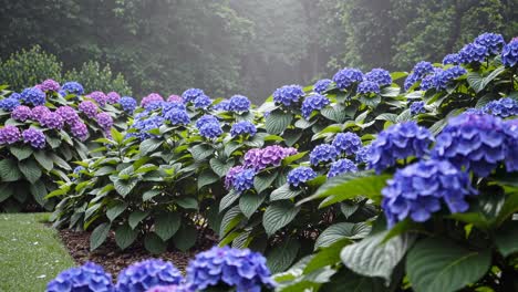 lush garden with vibrant purple and blue hydrangeas, captured at eye level