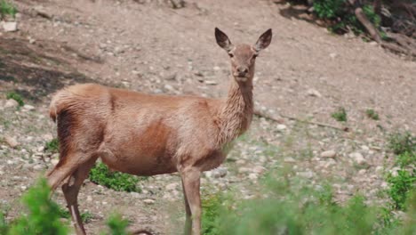 short tailed female red deer outside the open compound with green shrubs with an attentive ears, attentive ears of the female red deer