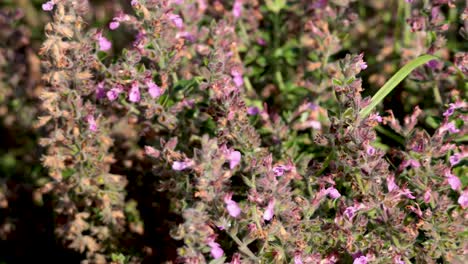 primer plano de flores silvestres rosadas en un entorno natural