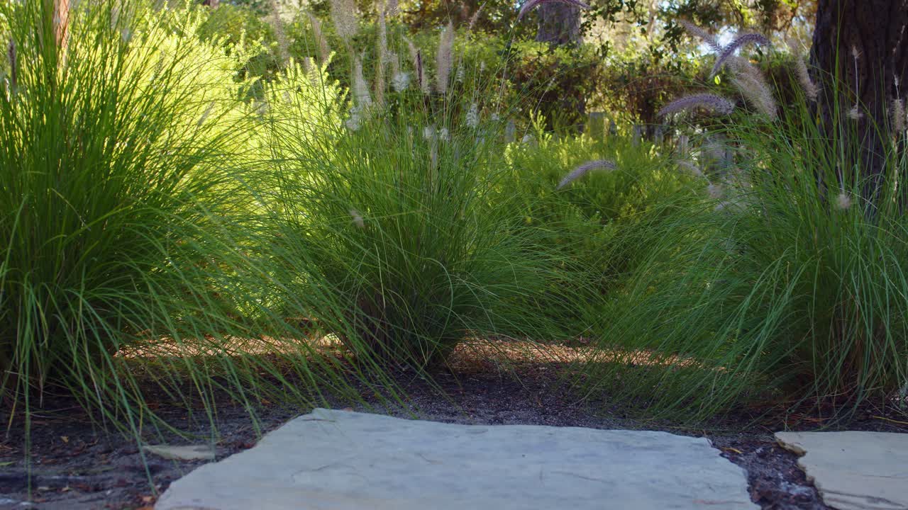 Carrellata su canneto nel giardino di Carmel con siepe e alberi sullo sfondo.
